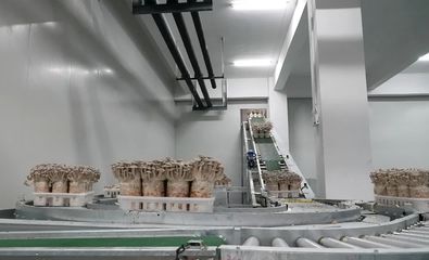 “菇”足干勁促振興 道真六年深耕，技術推廣服務孕育5.5億產值奇跡